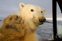 Polar bear {Ursus maritimus} head and paw at truck window, Coastal plain of the Arctic National Wildlife Refuge, Alaska.