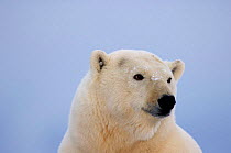 Polar bear portrait {Ursus maritimus} Coastal plain of the Arctic National Wildlife Refuge, Alaska.