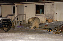 Polar bear {Ursus maritimus} walking through the Arctic coastal village of Kaktovik at night, Barter Island, Alaska.