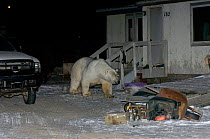 Polar bear {Ursus maritimus} walking through the Arctic coastal village of Kaktovik at night, Barter Island, Alaska.