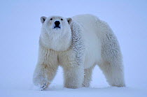 Polar bear {Ursus maritimus} portait in snow, Coastal plain of the Arctic National Wildlife Refuge, Alaska.