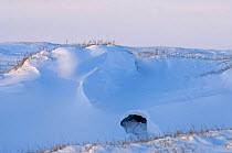 Site of Polar bear {Ursus maritimus} den in the autumn, Coastal plain of the Arctic National Wildlife Refuge, Alaska.
