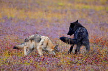 Wild Grey Wolves {Canis lupus} playing, Denali National Park, Alaska, USA. Sequence 2/4.