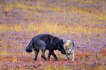 Wild Grey Wolves {Canis lupus} playing, Denali National Park, Alaska, USA. Sequence 3/4.