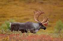 Caribou / Reindeer male {Rangifer tarandus} Denali National Park, Alaska, USA