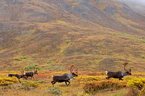 Caribou / Reindeer  {Rangifer tarandus} group, Denali National Park, Alaska, USA