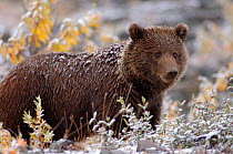 Grizzly bear {Ursus arctos horribilis} Denali National Park, Alaska, USA.