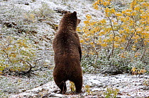 Rear-view of Grizzly bear {Ursus arctos horribilis} standing on hind legs, Denali National Park, Alaska, USA.