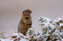 Parry's / Arctic ground squirrel {Spermophilus parryii} Denali National Park, Alaska, USA