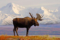 Moose bull {Alces alces} Denali National Park, Alaska, USA.