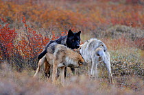 Group of Wild Grey wolves {Canis lupus} with pair  locked together after mating, Denali National Park, Alaska, USA