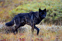 Wild Grey wolf {Canis lupus} Denali National Park, Alaska, USA