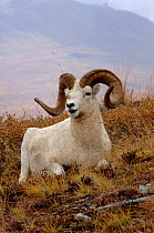 Dall sheep male portrait {Ovis Dalli} Denali National Park, Alaska, USA.