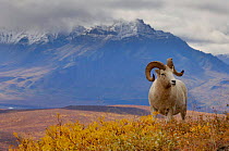 Dall sheep male {Ovis Dalli} Denali National Park, Alaska, USA.