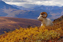 Dall sheep male resting {Ovis Dalli} Denali National Park, Alaska, USA.