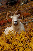 Dall sheep male portrait {Ovis Dalli} Denali National Park, Alaska, USA.