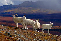 Group of Dall sheep females and young {Ovis Dalli} Denali National Park, Alaska, USA.