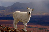Young Dall sheep {Ovis Dalli} juvenile portrait, Denali National Park, Alaska, USA.