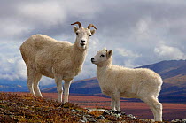 Dall sheep {Ovis Dalli}female with juvenile, Denali National Park, Alaska, USA.