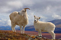 Dall sheep {Ovis Dalli} female with juvenile, Denali National Park, Alaska, USA.