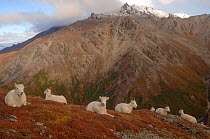 Dall sheep herd {Ovis Dalli} resting on hillside, Denali National Park, Alaska, USA.