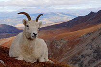 Dall sheep {Ovis Dalli} female portrait resting on hillside, Denali National Park, Alaska, USA.