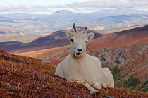 Dall sheep {Ovis Dalli} female resting on hillside, Denali National Park, Alaska, USA.