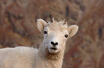 Dall sheep {Ovis Dalli} portrait, Denali National Park, Alaska, USA. One horn broken
