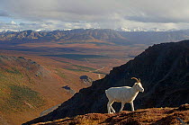 Dall sheep {Ovis Dalli}female profile walking on hillside, Denali National Park, Alaska, USA.