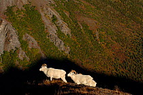 Dall sheep {Ovis Dalli} walking on hillside, Denali National Park, Alaska, USA.