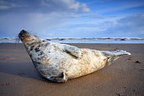 Grey seal {Halichoerus grypus} Donna Nook, Lincolnshire, UK.