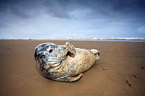 Grey seal {Halichoerus grypus} rubbing nose with flipper, on beach at Donna Nook, Lincolnshire, UK.