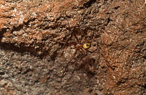 Cave Spider (Meta menardi) Somerset, UK