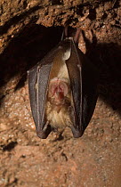 Lesser Horseshoe Bat roosting in cave (Rhinolophus hipposideros) Somerset, UK