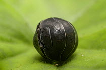 Pill Woodlouse (Armadillidium vulgare) Rolled up in defensive ball,  UK. Articulated skin plates - armour