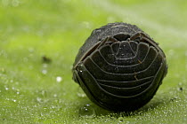 Pill Woodlouse (Armadillidium vulgare) Rolled up in defensive ball, UK. Articulated skin plates - armour