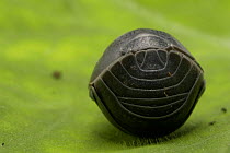Pill Woodlouse (Armadillidium vulgare) rolled up in defensive ball, UK. Articulated skin plates - armour