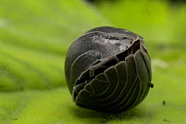 Pill Woodlouse (Armadillidium vulgare) Rolled up on in defenisve ball, UK. Articulated skin plates - armour