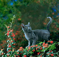 Black domestic cat kitten standing on garden wall with black jaguar/leopard shadow in background(digitally enhanced). UK