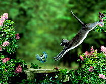 Domestic cat leaping at Coal tit on bird bath, (digitally enhanced composite)
