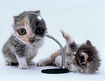 Two domestic cat kittens play with magnifying glass (digitally enhanced). UK