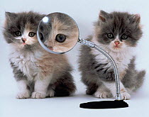 Two domestic cat kittens play with magnifying glass (digitally enhanced)