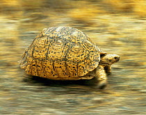 Leopard tortoise (Geochelone pardalis) running (digitally enhanced)