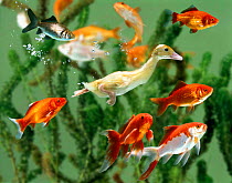 Duckling swims underwater among goldfish (digitally enhanced)