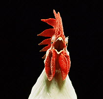 Domestic chicken, White leghorn cockerel crowing.