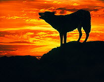 RF- Grey Wolf (Canis lupus) howling at sunset (digitally enhanced). (This image may be licensed either as rights managed or royalty free.)