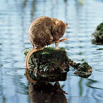 Brown rat (Rattus norvegicus) grooming on rock surrounded by water. Captive, UK