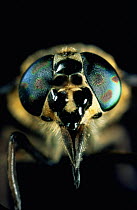 Golden-eyed Horse Fly (Chrysops quadratus), close-up of eyes. UK
