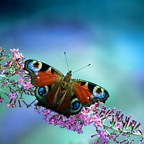 Peacock butterfly (Inachis io) on Buddleia. UK