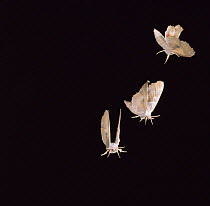 Poplar Hawk Moth (Laothoe populi) in flight. Triple exposure. Captive, UK
